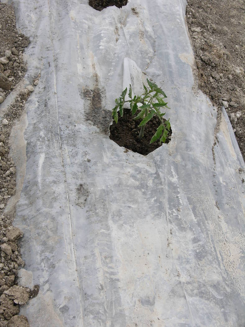 Garden soil, covered in plastic for a few days before planting, helps warm it up. The plastic should be sealed tightly against the soil. Then cut slits in the plastic where you plant. (Bob Morris)