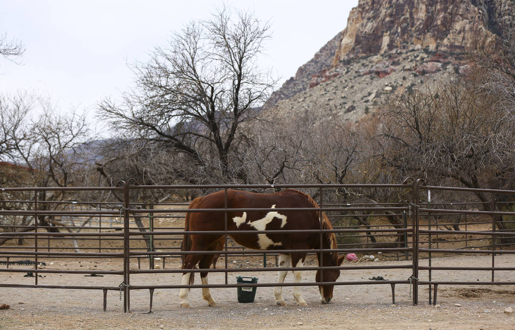 A horse at Bonnie Springs Ranch outside of Las Vegas on Saturday, Jan. 12, 2019. The ranch is under contract to be sold and demolished for luxury home lots. Chase Stevens Las Vegas Review-Journal ...