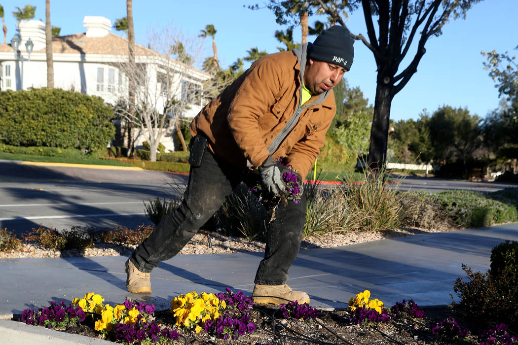 Paco Gomez of Par 3 Landscape & Maintenance cleans up a flower bed at Desert Shores Community Association in Las Vegas Wednesday, March 13, 2019. (K.M. Cannon/Las Vegas Review-Journal) @KMCann ...