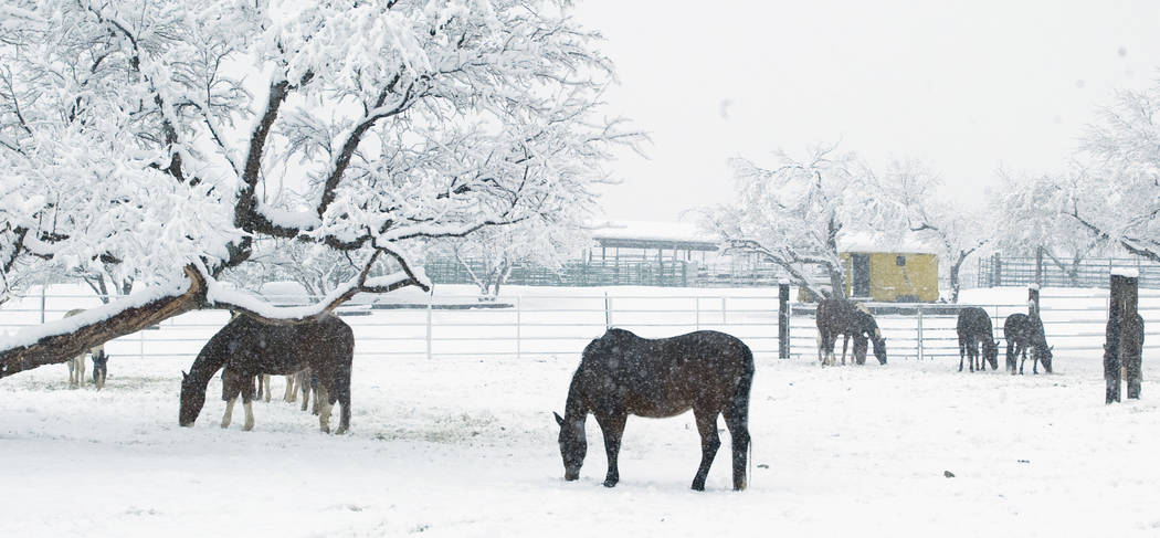Horses stand in a snow-covered field near the Bonnie Springs Motel west of Las Vegas in December 2008. (Las Vegas Review-Journal file)