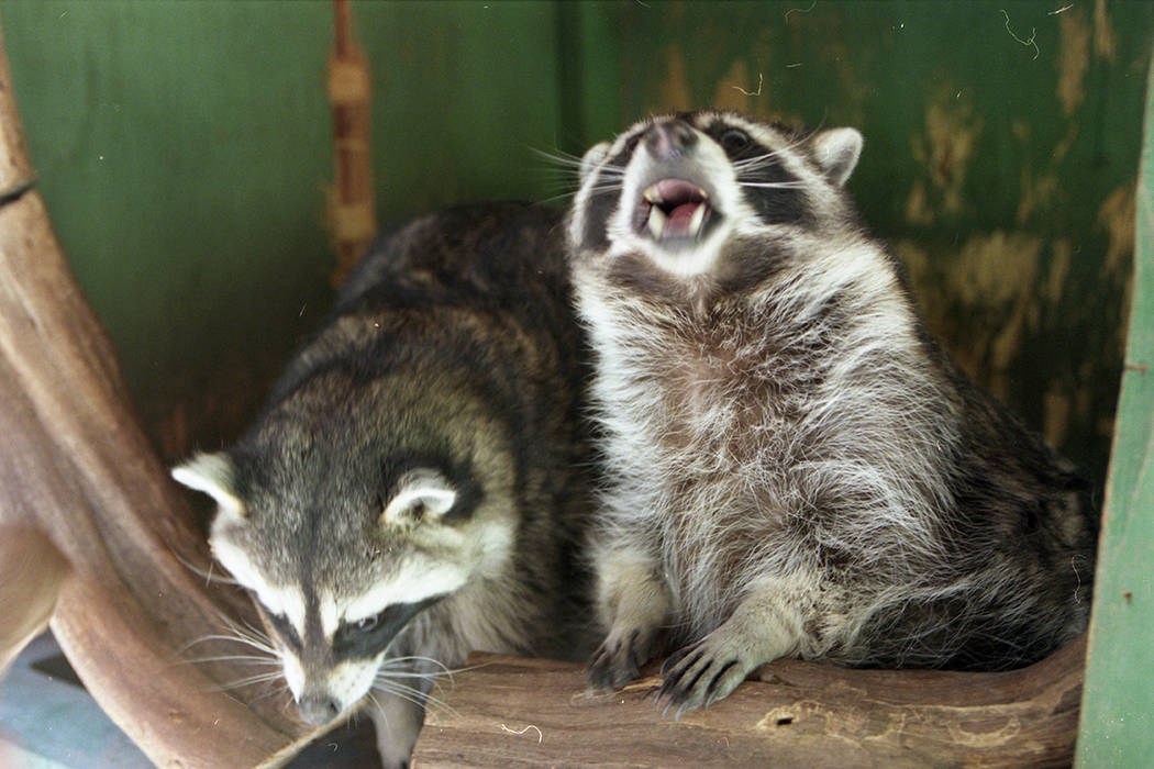 South American raccoons at the Bonnie Spring petting zoo in August 1997. (Las Vegas Review-Journal file)