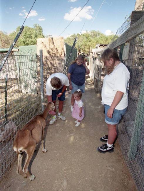 The petting zoo at Bonnie Springs has been a favorite attraction for families for years. (Las Vegas Review-Journal file)