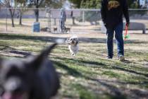 Tucker runs beside his owner, Ernesto Castano, on a warm, sunny day at Woofter Family Park in Las Vegas, Wednesday, Feb. 27, 2019. (Caroline Brehman/Las Vegas Review-Journal) @carolinebrehman