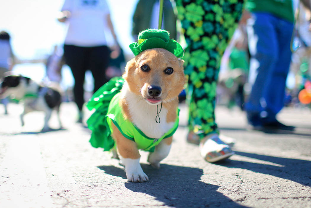 Sarah Benson, 19, walks her costumed corgi Betty Sue in the 53rd Annual Southern Nevada Sons & Daughters of Erin St. Patrick's Day parade in Henderson, Nev., on Saturday, March 16, 2019. Brett ...