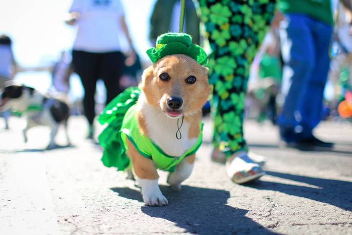 Sarah Benson, 19, walks her costumed corgi Betty Sue in the 53rd Annual Southern Nevada Sons & Daughters of Erin St. Patrick's Day parade in Henderson, Nev., on Saturday, March 16, 2019. Brett ...