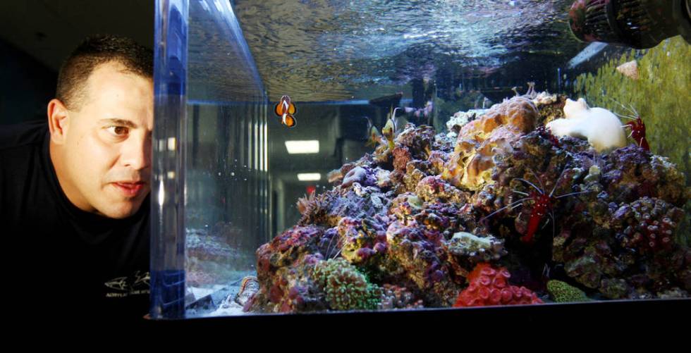 Wayde King, owner of Acrylic Tank Manufacturing, looks in the house aquarium at the shop, 6975 S. Decatur Blvd., in Las Vegas, on Friday, August 12, 2011. (Las Vegas Review-Journal)