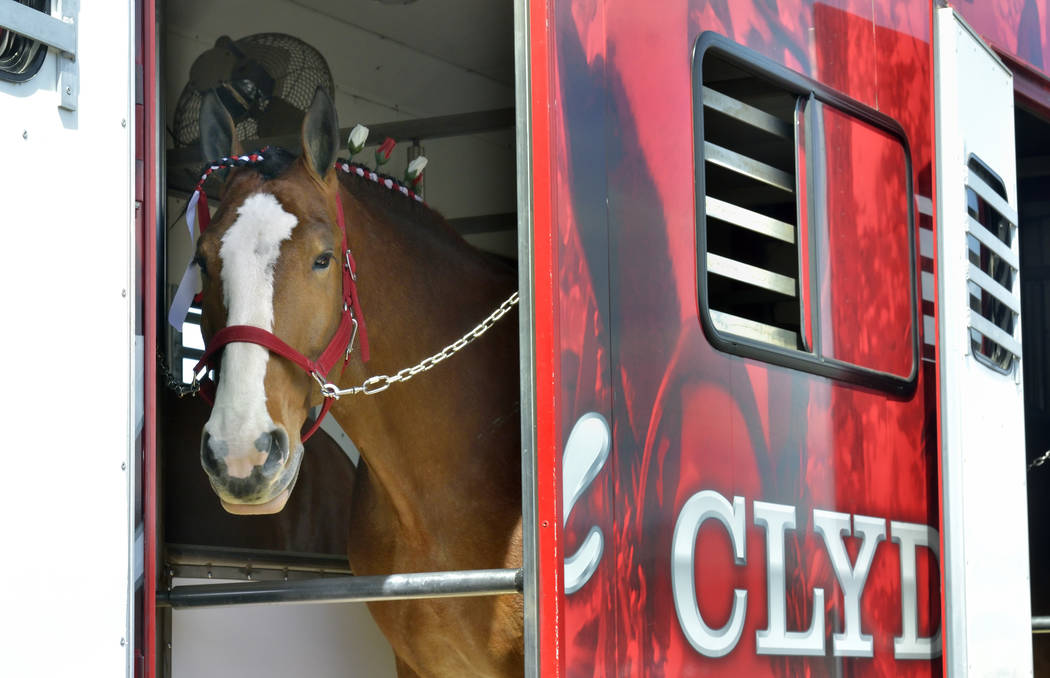 A horse waits in its trailer during a visit by the Budweiser Clydesdales to the Smith’s Marketplace at 9710 W. Skye Canyon Park Drive in Las Vegas on Saturday, March 23, 2019. (Bill Hughes/ ...