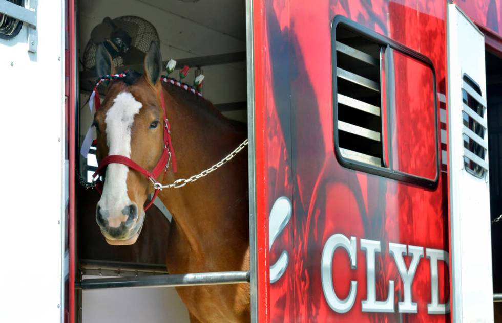 A horse waits in its trailer during a visit by the Budweiser Clydesdales to the Smith’s Marketplace at 9710 W. Skye Canyon Park Drive in Las Vegas on Saturday, March 23, 2019. (Bill Hughes/ ...