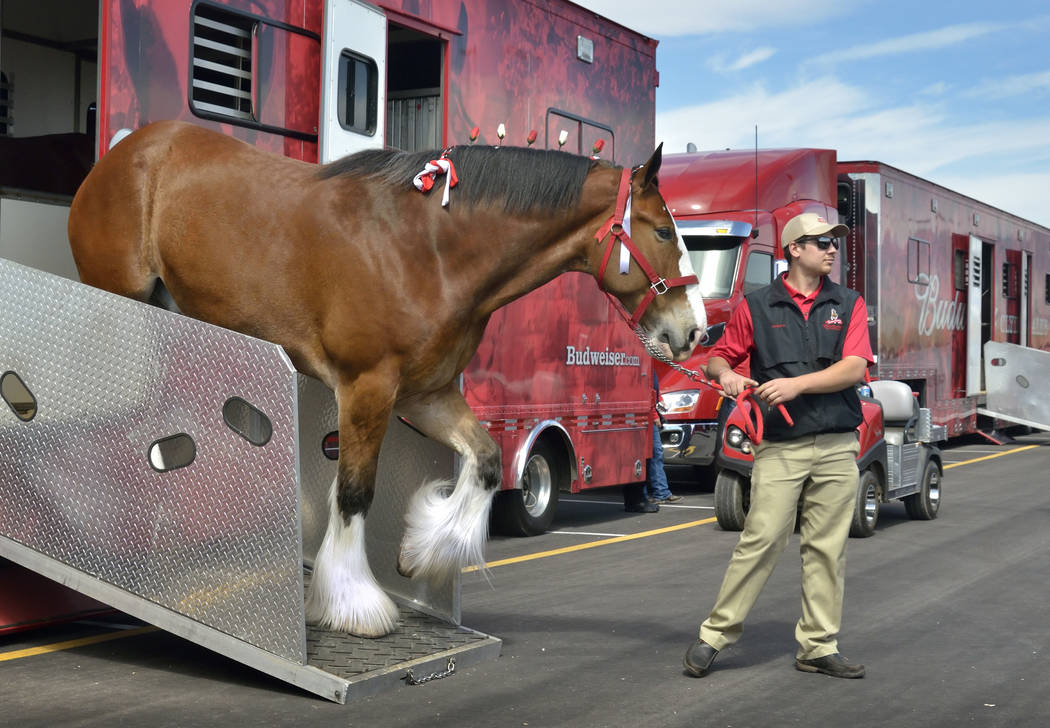 Handler Andrew LaCrosse leads a horse out of its trailer during a visit by the Budweiser Clydesdales to the Smith’s Marketplace at 9710 W. Skye Canyon Park Drive in Las Vegas on Saturday, M ...