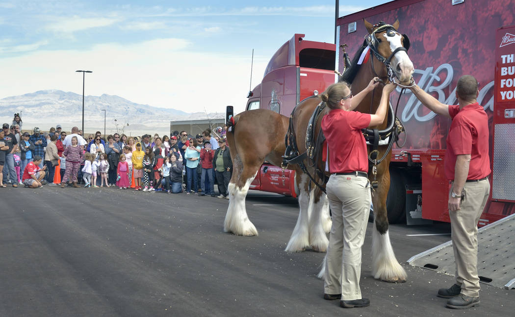 Handler Shelby Zarobinski, left, and hitch supervisor and driver Doug Bousselot prepare a horse for hitching to the beer wagon during a visit by the Budweiser Clydesdales to the Smith’s Mar ...