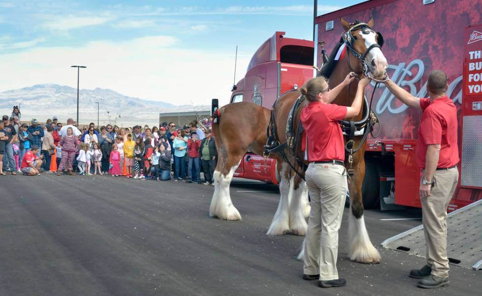 Handler Shelby Zarobinski, left, and hitch supervisor and driver Doug Bousselot prepare a horse for hitching to the beer wagon during a visit by the Budweiser Clydesdales to the Smith’s Mar ...