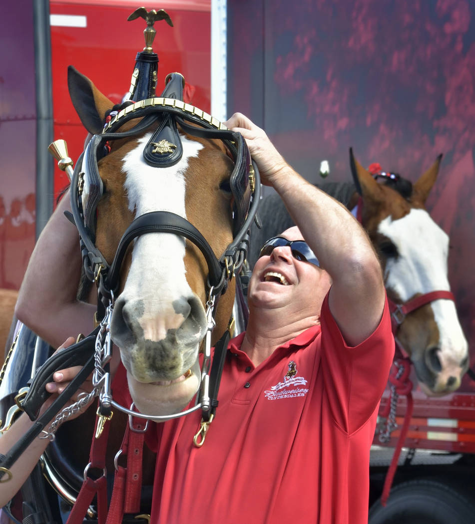 Handler and driver Todd Radermacher prepares a horse for hitching to the beer wagon during a visit by the Budweiser Clydesdales at the Smith’s Marketplace at 9710 W. Skye Canyon Park Drive ...
