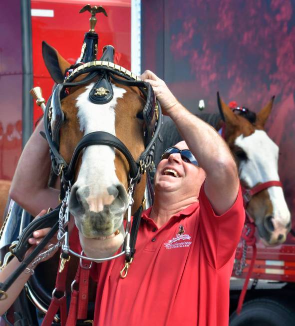 Handler and driver Todd Radermacher prepares a horse for hitching to the beer wagon during a visit by the Budweiser Clydesdales at the Smith’s Marketplace at 9710 W. Skye Canyon Park Drive ...