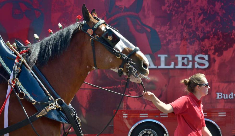 Handler Shelby Zarobinski leads a horse to be hitched to the beer wagon during a visit by the Budweiser Clydesdales to the Smith’s Marketplace at 9710 W. Skye Canyon Park Drive in Las Vegas ...