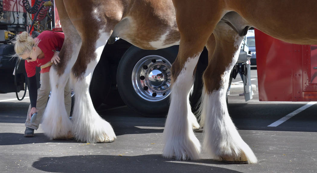 Handler Lauren Lambeth brushes a horse before it is hitched to the beer wagon during a visit by the Budweiser Clydesdales to the Smith’s Marketplace at 9710 W. Skye Canyon Park Drive in Las ...