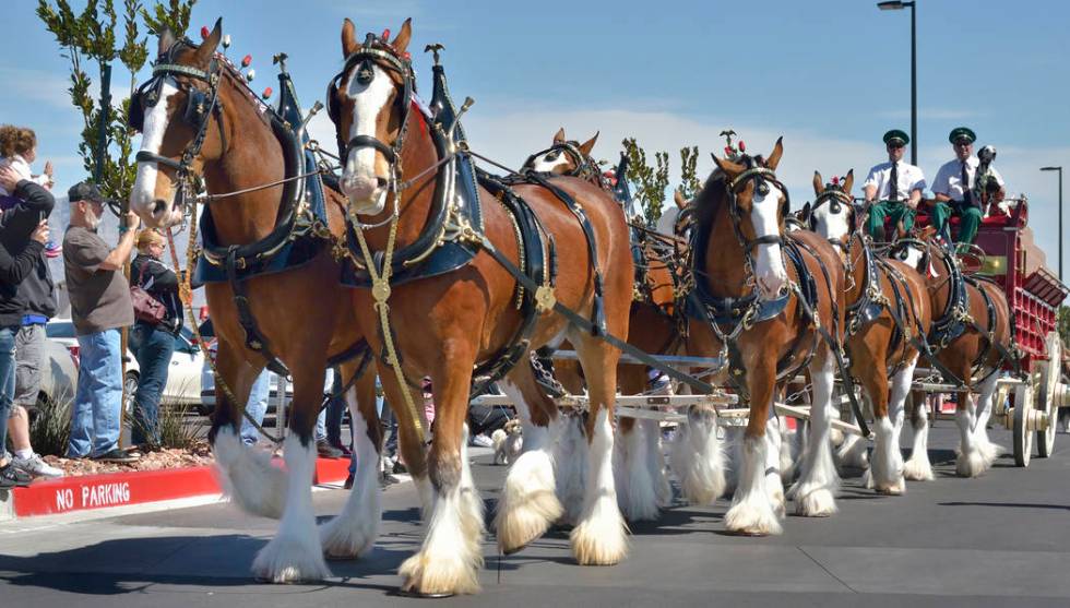 The Budweiser Clydesdales are shown during a visit to the Smith’s Marketplace at 9710 W. Skye Canyon Park Drive in Las Vegas on Saturday, March 23, 2019. (Bill Hughes/Las Vegas Review-Journal)