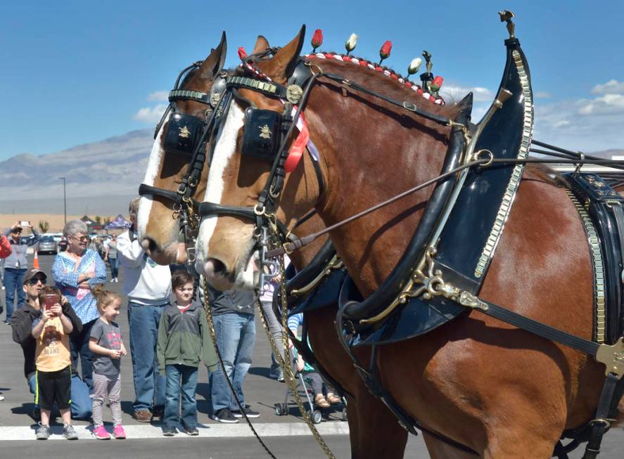 Budweiser Clydesdales are shown during a visit to the Smith’s Marketplace at 9710 W. Skye Canyon Park Drive in Las Vegas on Saturday, March 23, 2019. (Bill Hughes/Las Vegas Review-Journal)