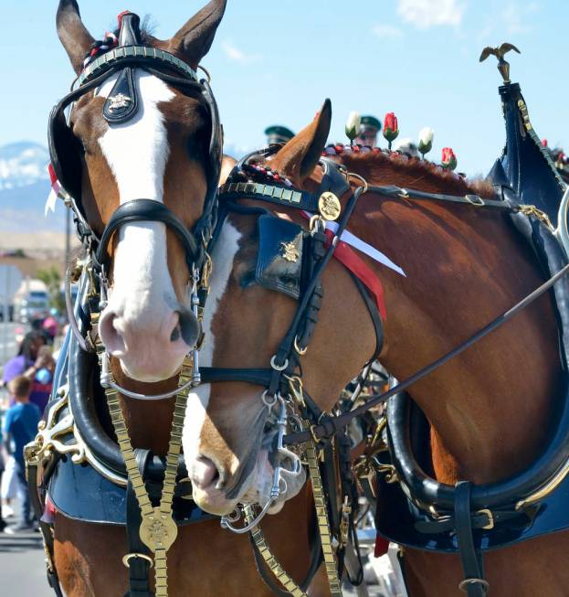 Budweiser Clydesdales are shown during a visit to the Smith’s Marketplace at 9710 W. Skye Canyon Park Drive in Las Vegas on Saturday, March 23, 2019. (Bill Hughes/Las Vegas Review-Journal)