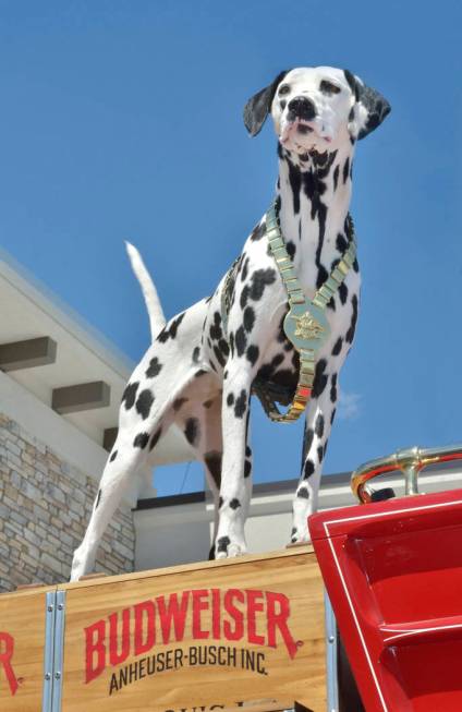 Alice, the Budweiser Clydesdales' mascot, is shown during a visit by the Clydesdales to the Smith’s Marketplace at 9710 W. Skye Canyon Park Drive in Las Vegas on Saturday, March 23, 2019. ( ...