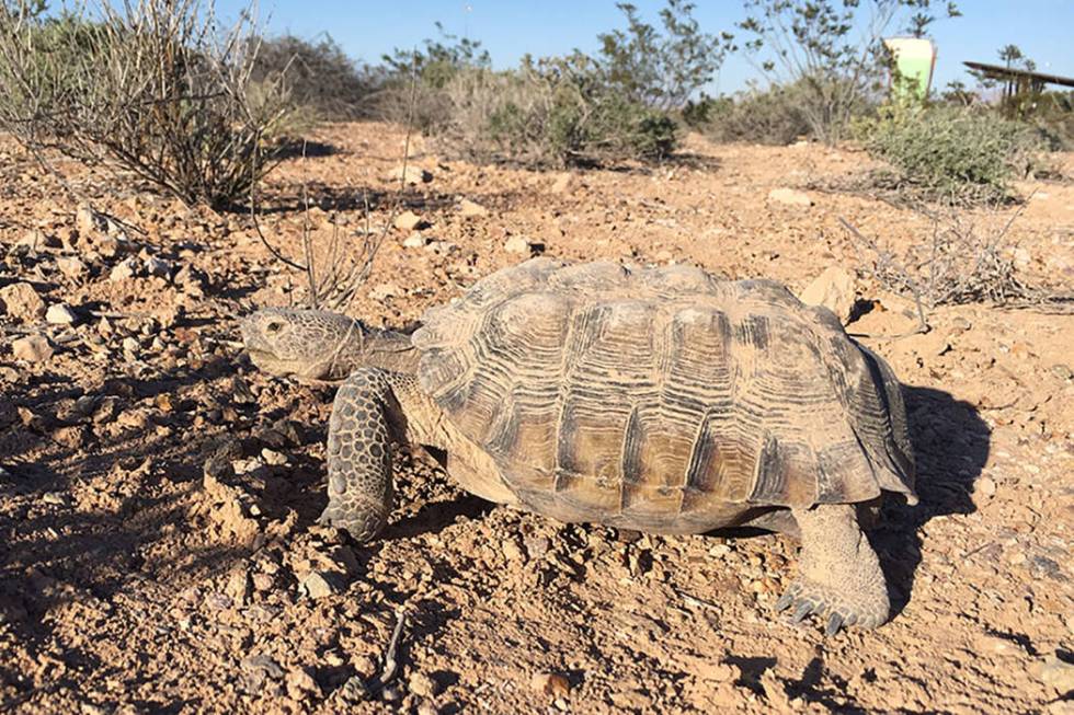 Mojave Max, the famous Southern Nevada desert tortoise, officially emerged from his Springs Pre ...