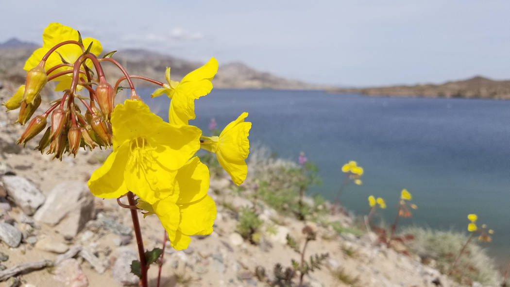 Evening primrose is seen above Lake Mohave in early March. Lake Mohave's flowers bloom earlier ...