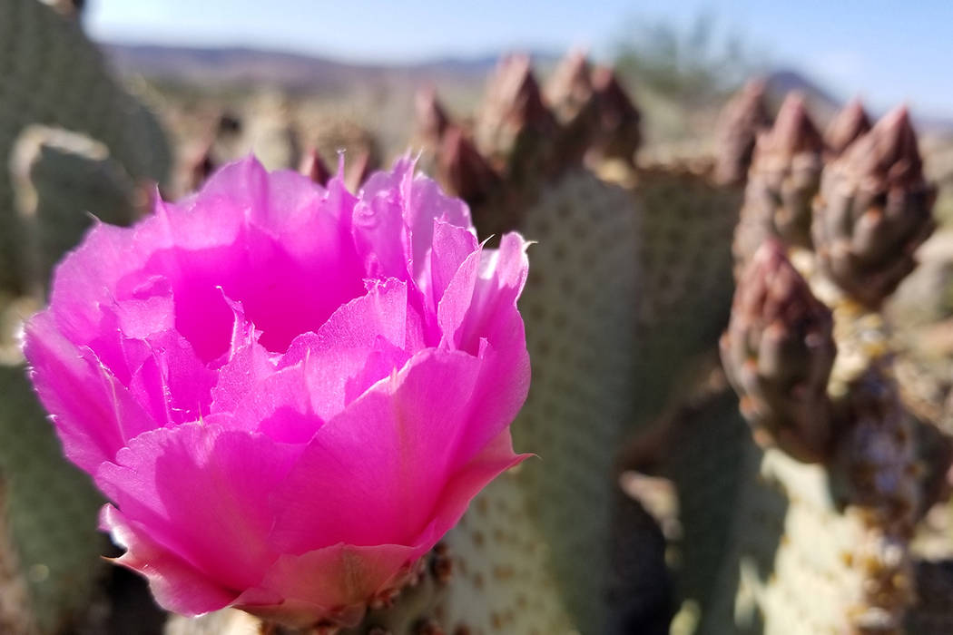Fuchsia beavertail blooms will catch your attention in April on the approach to Lake Mead's ent ...