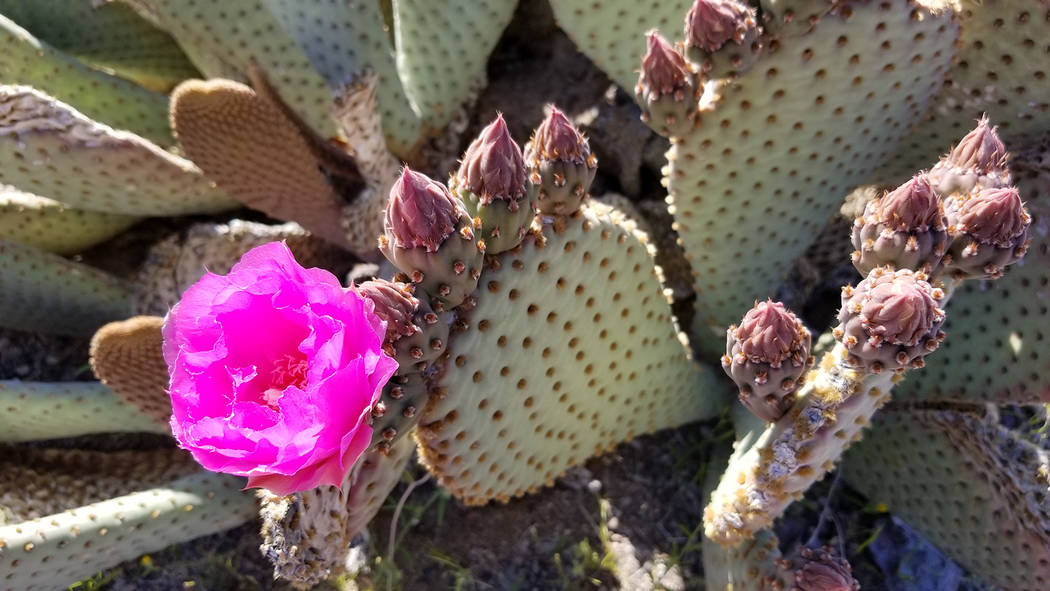 Common fuchsia beavertail cactus blooms just east of the Lake Mead Parkway entrance station at ...