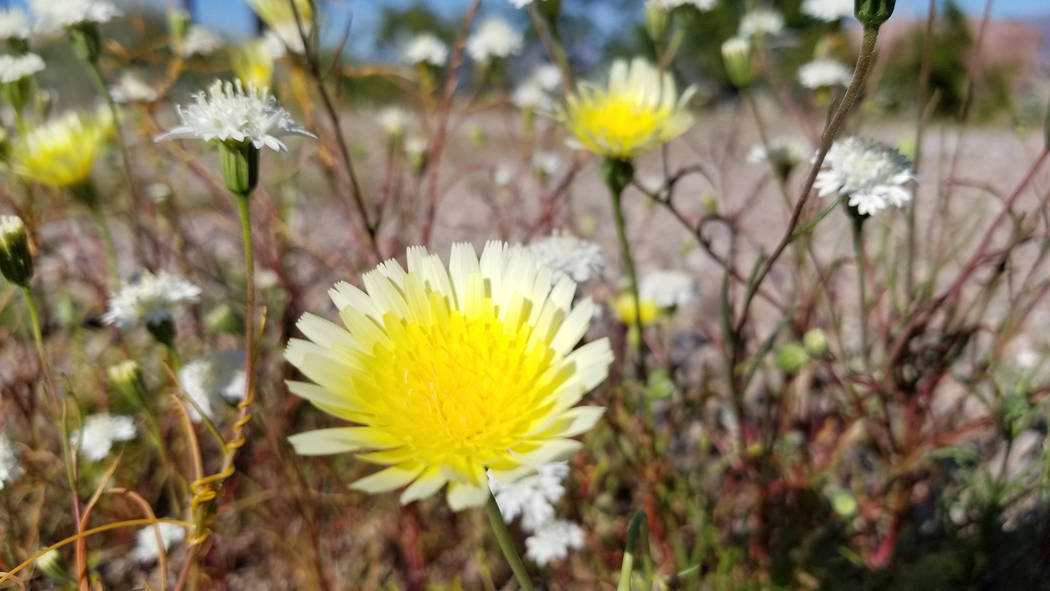 Desert dandelions and Fremont pincushions are seen March 29 at the Lake Mead entrance station c ...