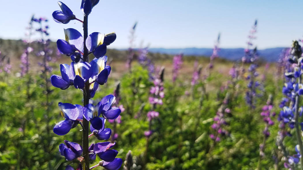 Darker purple Mojave lupine and lighter Arizona lupine are seen near the entrance station to Wi ...