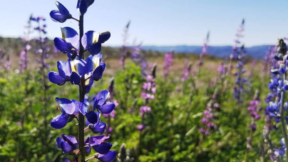 Darker purple Mojave lupine and lighter Arizona lupine are seen near the entrance station to Wi ...