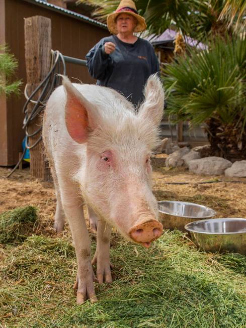 The Las Vegas Farm owner Sharon Linsenbardt is concerned about the condition of Homer the pig w ...