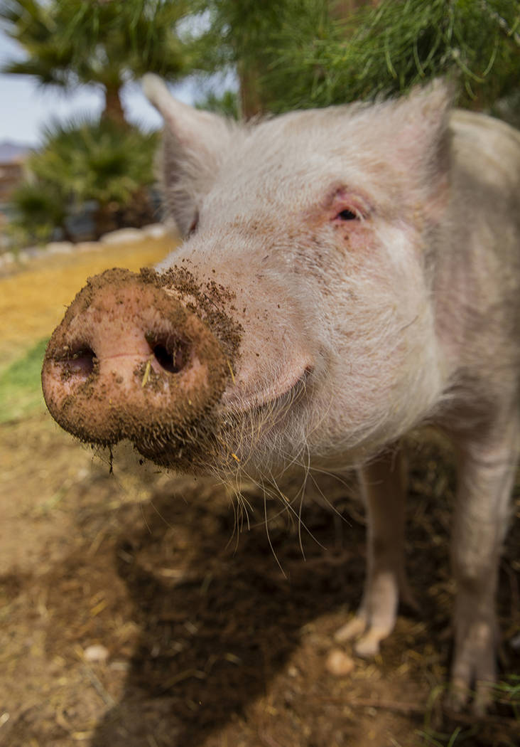 Homer the pig was left abandoned tied to a pink post outside at The Las Vegas Farm Saturday nig ...
