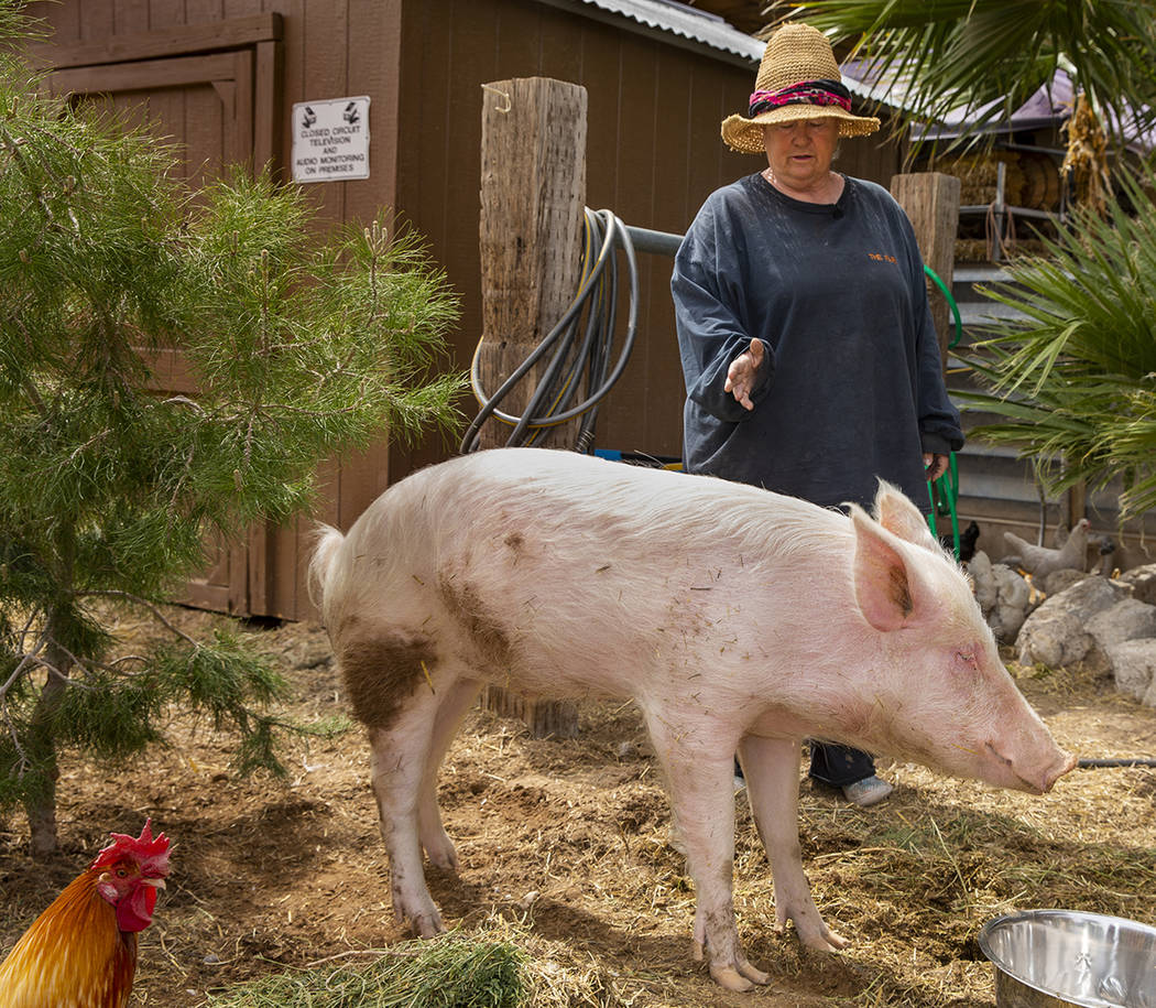 The Las Vegas Farm owner Sharon Linsenbardt is concerned about the condition of Homer the pig w ...