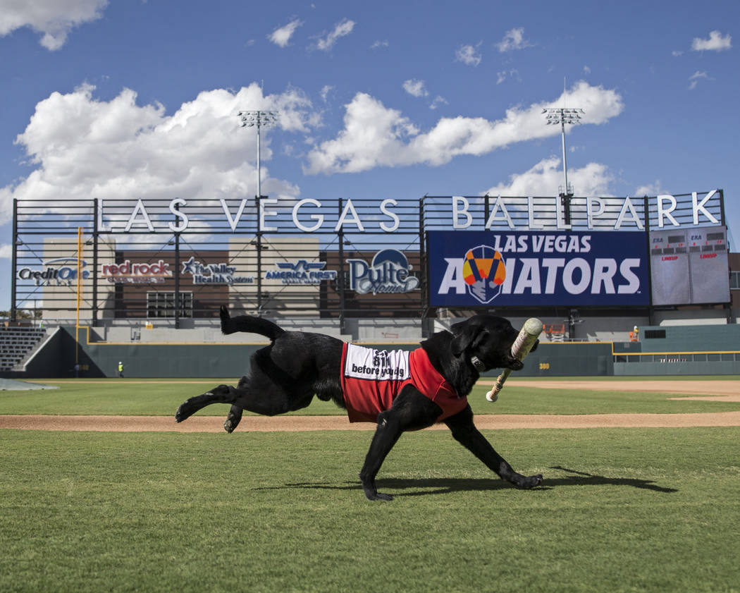 Finn, a 5-year-old black lab, retrieves a bat at Aviators media day at Las Vegas Ballpark on Tu ...