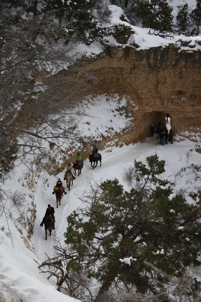Wrangler-led mule trains are a very popular way to travel along the Bright Angel Trail in Grand ...