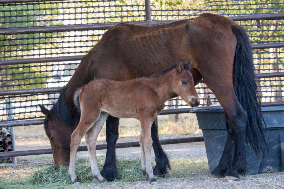 Wild horses feed at a temporary holding facility at Oliver Ranch in Red Rock Canyon Saturday af ...