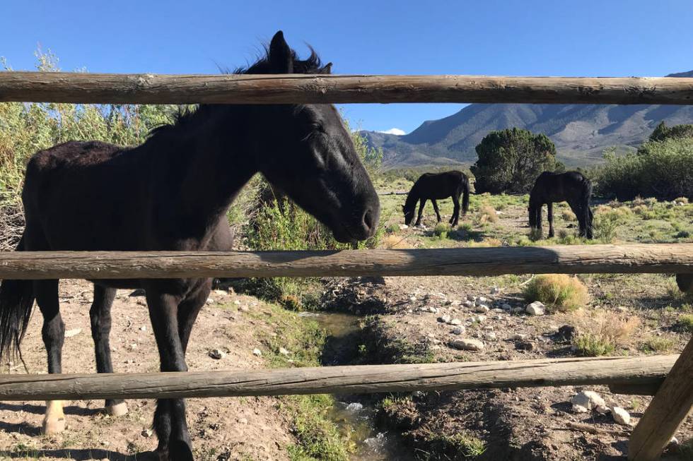 Wild horses graze near the Cold Creek Ranch Historic Site in the Spring Mountains. (Henry Brean ...