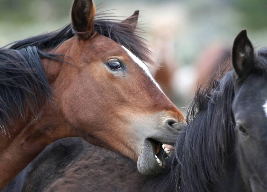 A herd of wild horses graze in Mound House, about 12 miles east of Carson City, April 26, 2016. ...