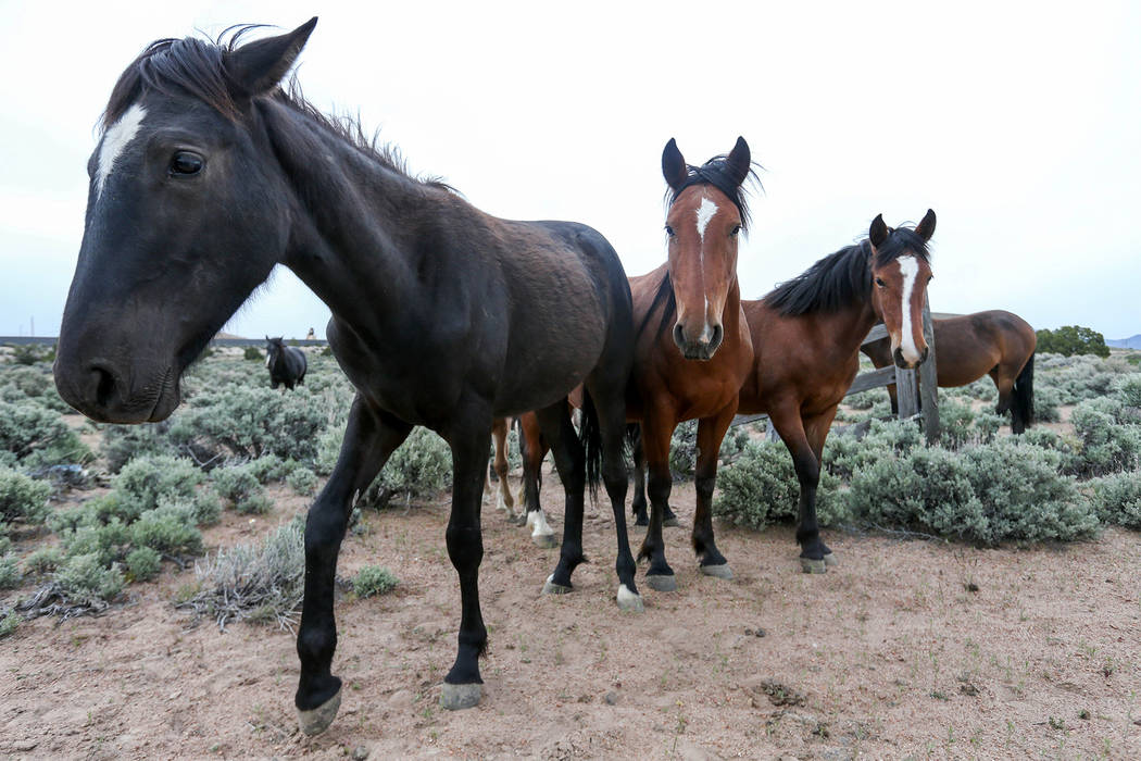 A herd of wild horses graze in Mound House, April 26, 2016. Then-Nevada Gov. Brian Sandoval is ...