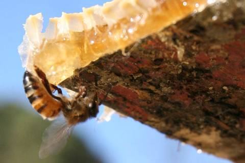 A Henderson state senator’s bill to ban beekeeping in urban and suburban areas ran into plent ...