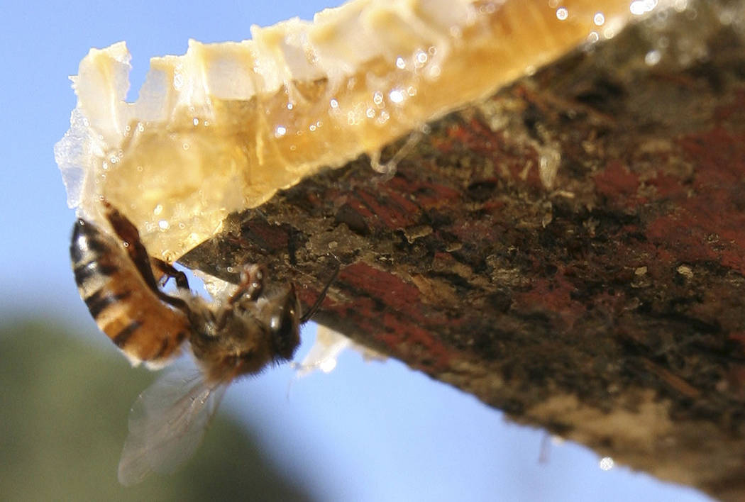 A Henderson state senator’s bill to ban beekeeping in urban and suburban areas ran into plent ...