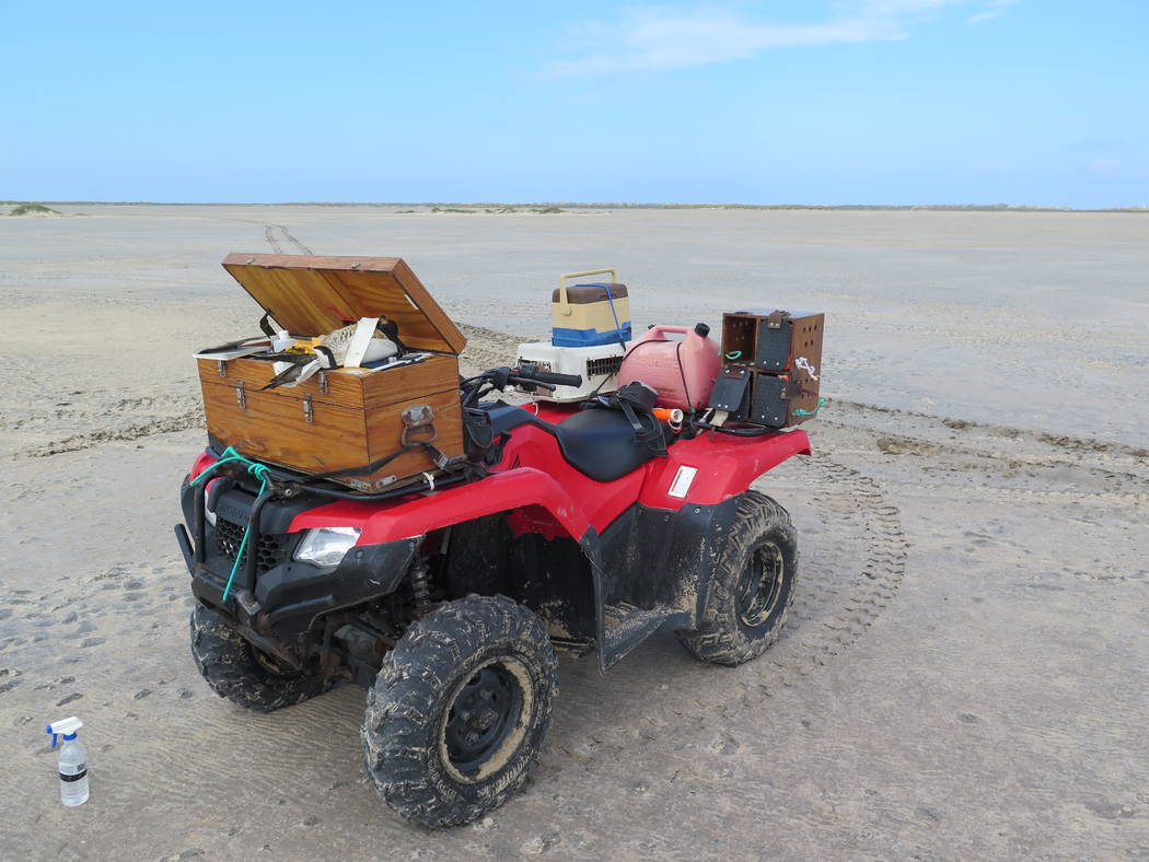 A recently captured peregrine falcon waits to be examined on Joe Barnes mobile sampling station ...