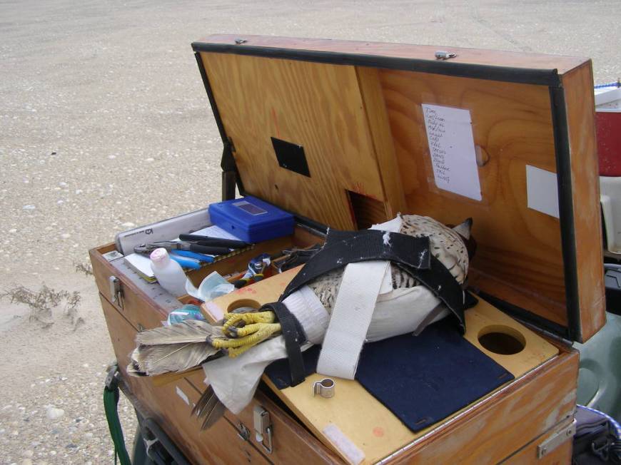 A female peregrine falcon waits to be examined on a mobile sampling station mounted to the ...