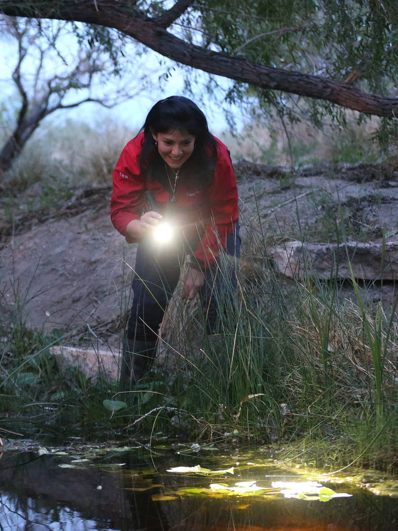 Rebeca Rivera, research assistant at UNLV, searches for adult relict leopard frogs at the Cotto ...