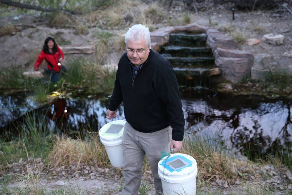 Raymond Saumure, environmental biologist for the Southern Nevada Water Authority, releases reli ...