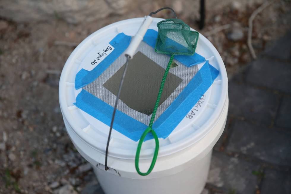 Relict leopard frogs sit inside a bucket before getting released at the Cotton Grove inside Spr ...