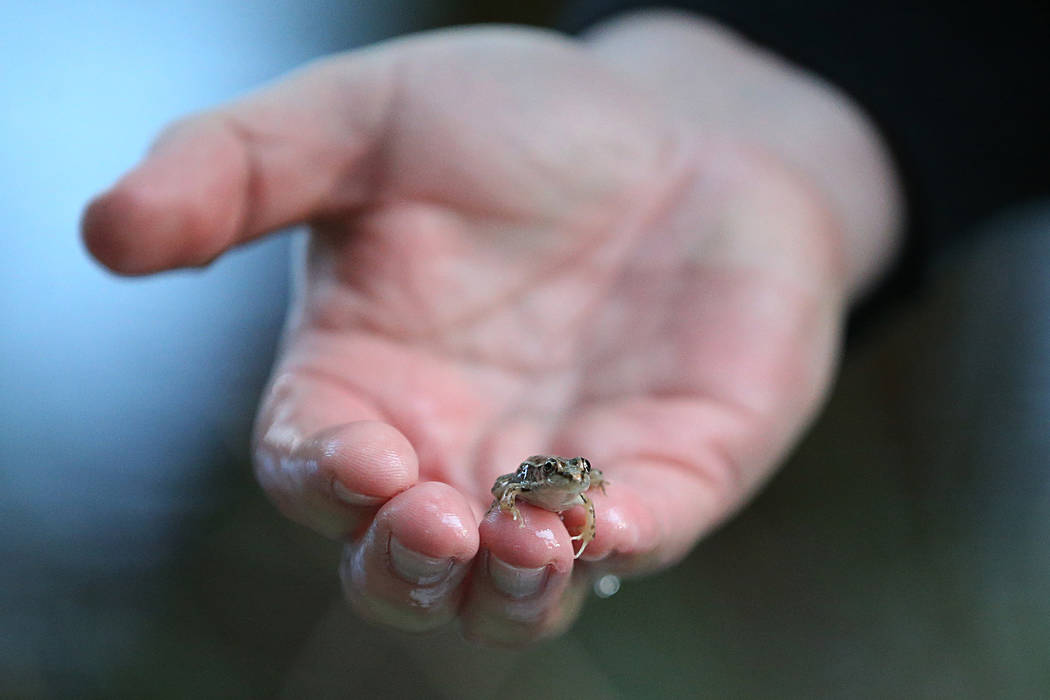 Raymond Saumure, environmental biologist for the Southern Nevada Water Authority, releases reli ...