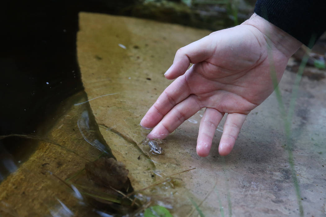 Raymond Saumure, environmental biologist for the Southern Nevada Water Authority, releases reli ...