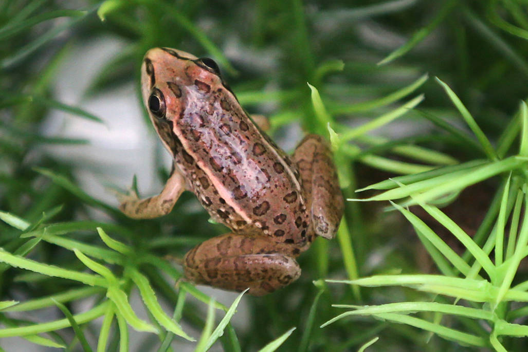 A relict leopard frog sits inside a bucket before getting released at the Cotton Grove inside S ...