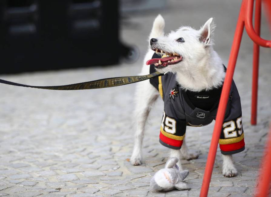 Bark-Andre Furry stands by a furry shark toy before the start of Game 6 of an NHL Western Confe ...